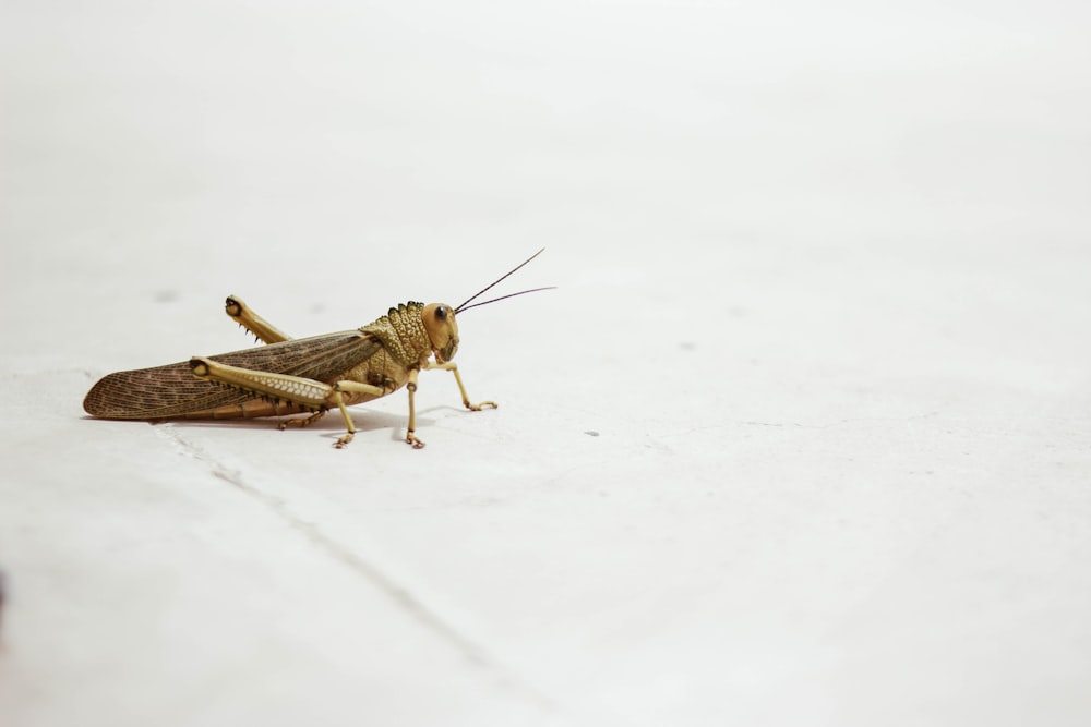 a brown insect on a white surface
