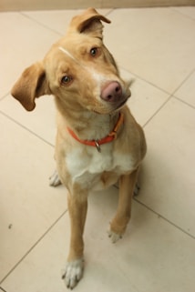 a dog sitting on the floor