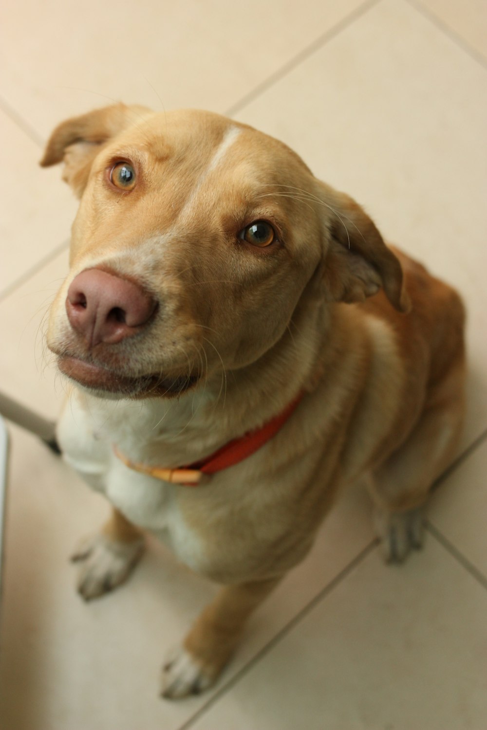 a dog sitting on the floor