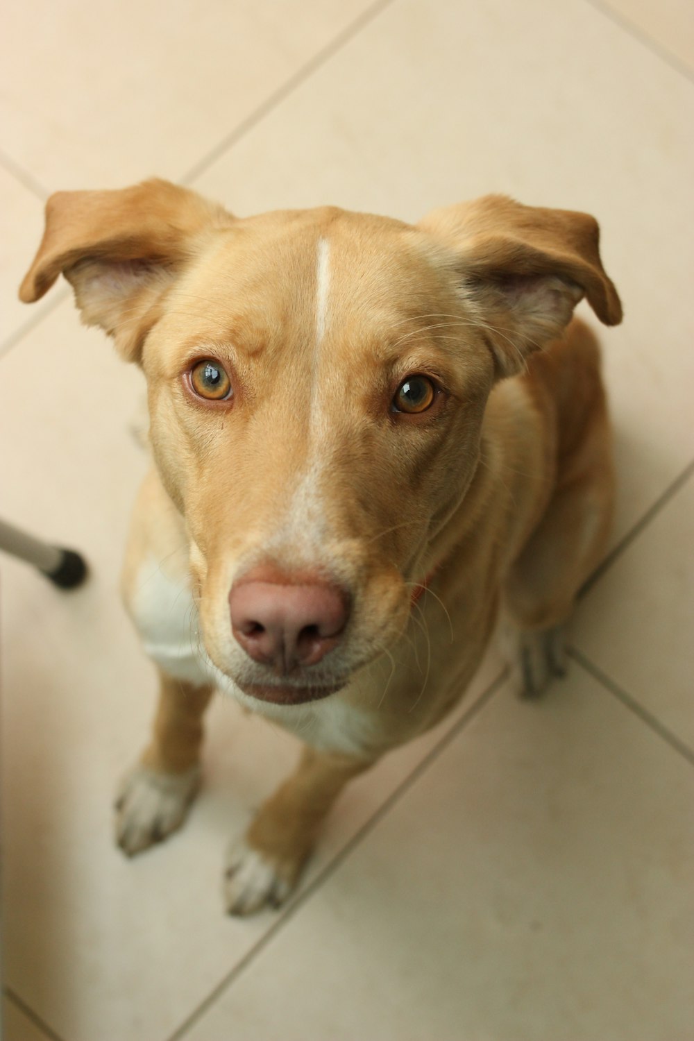 a dog standing on a tile floor