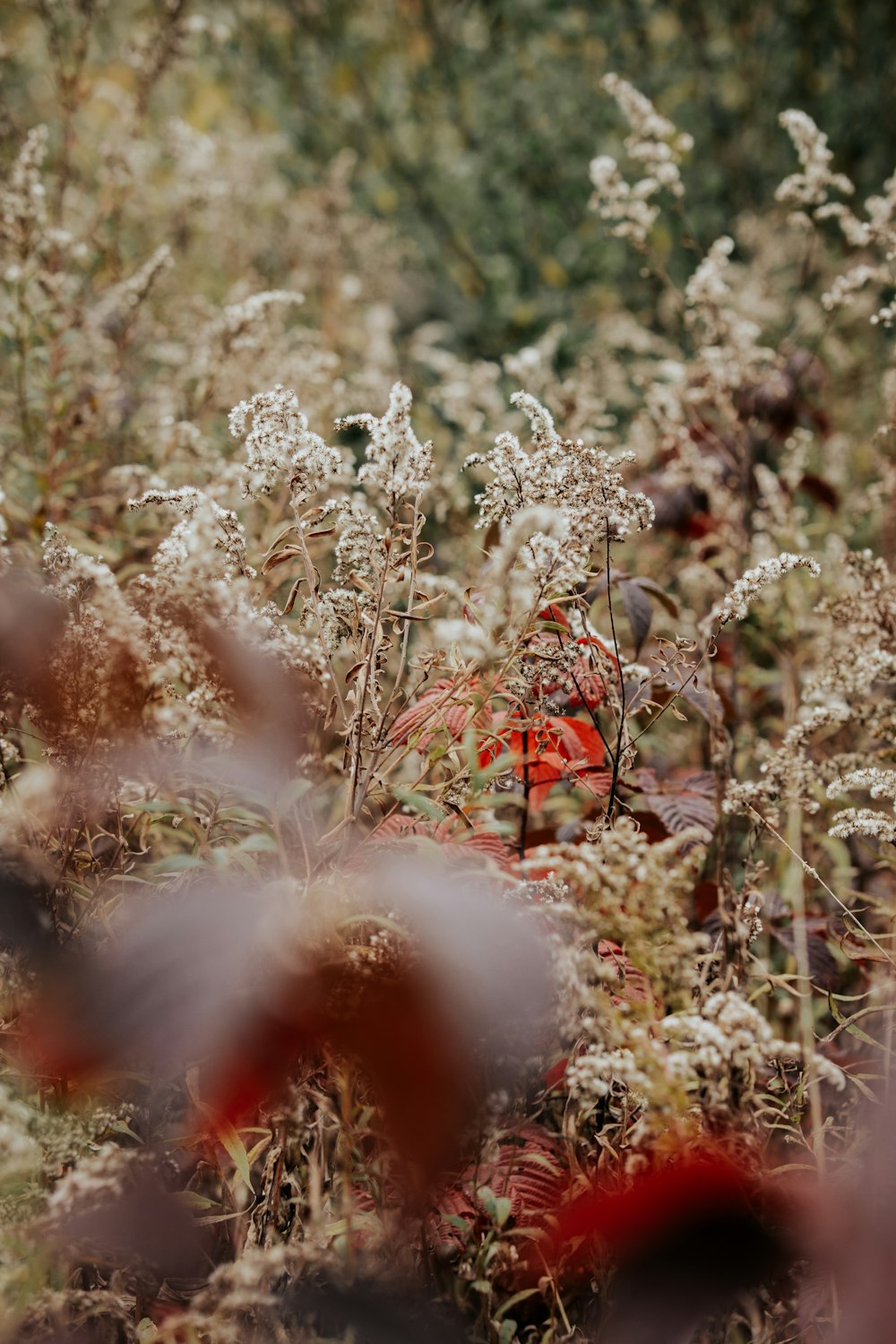 a close up of a plant