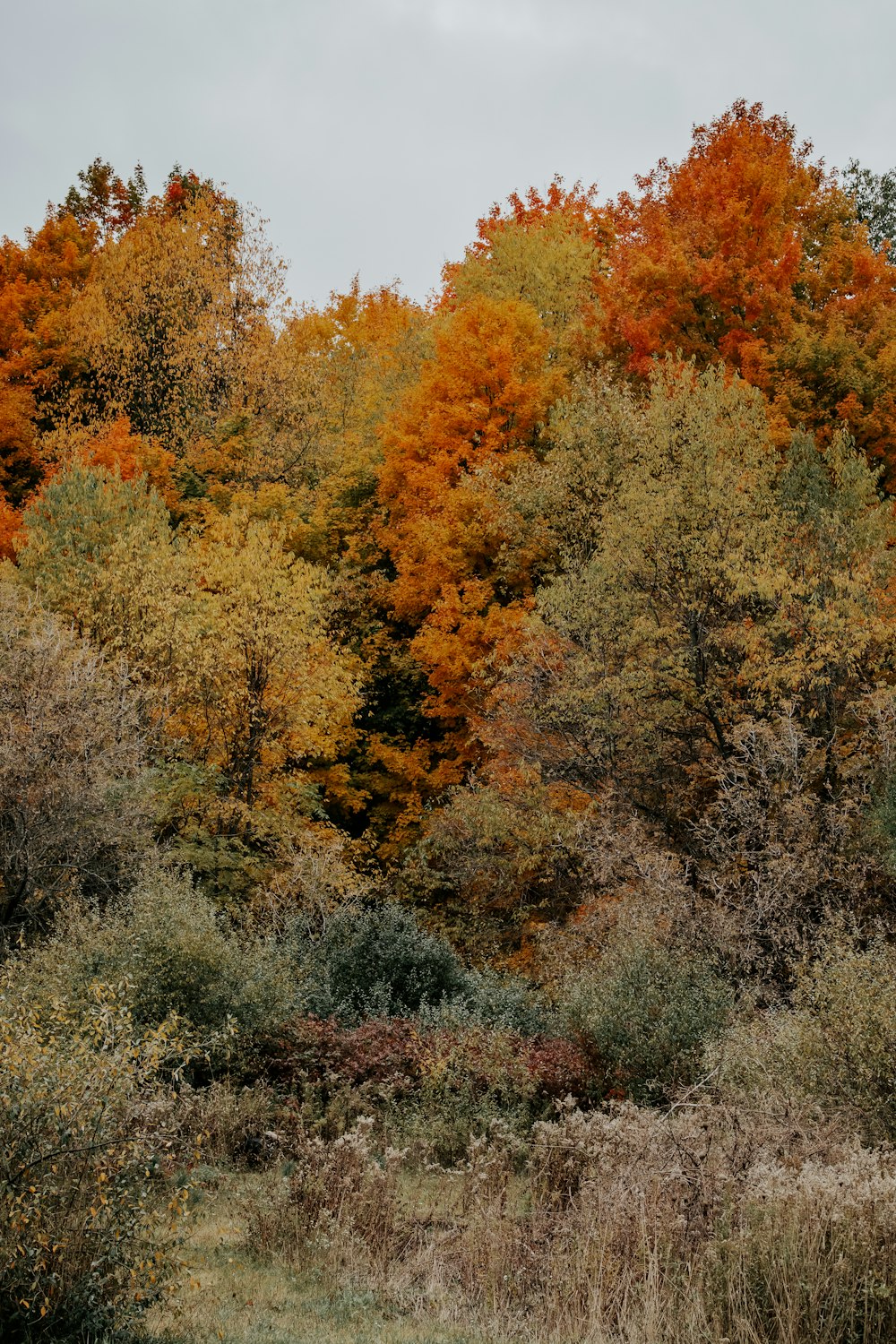 a group of trees with yellow and orange leaves