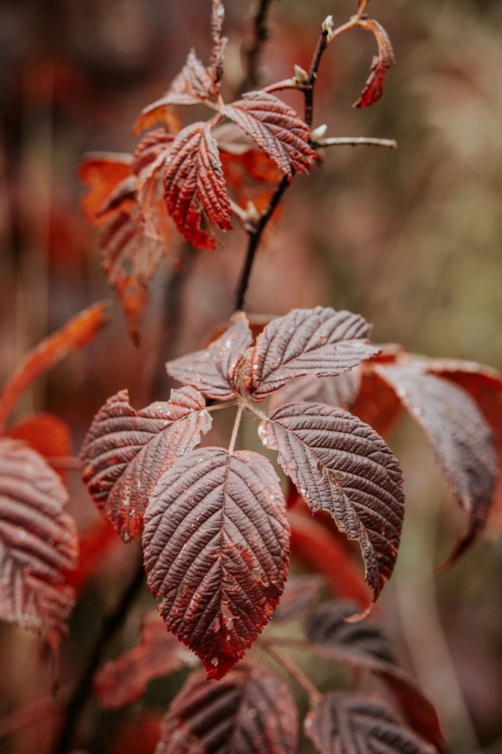 a close up of a plant