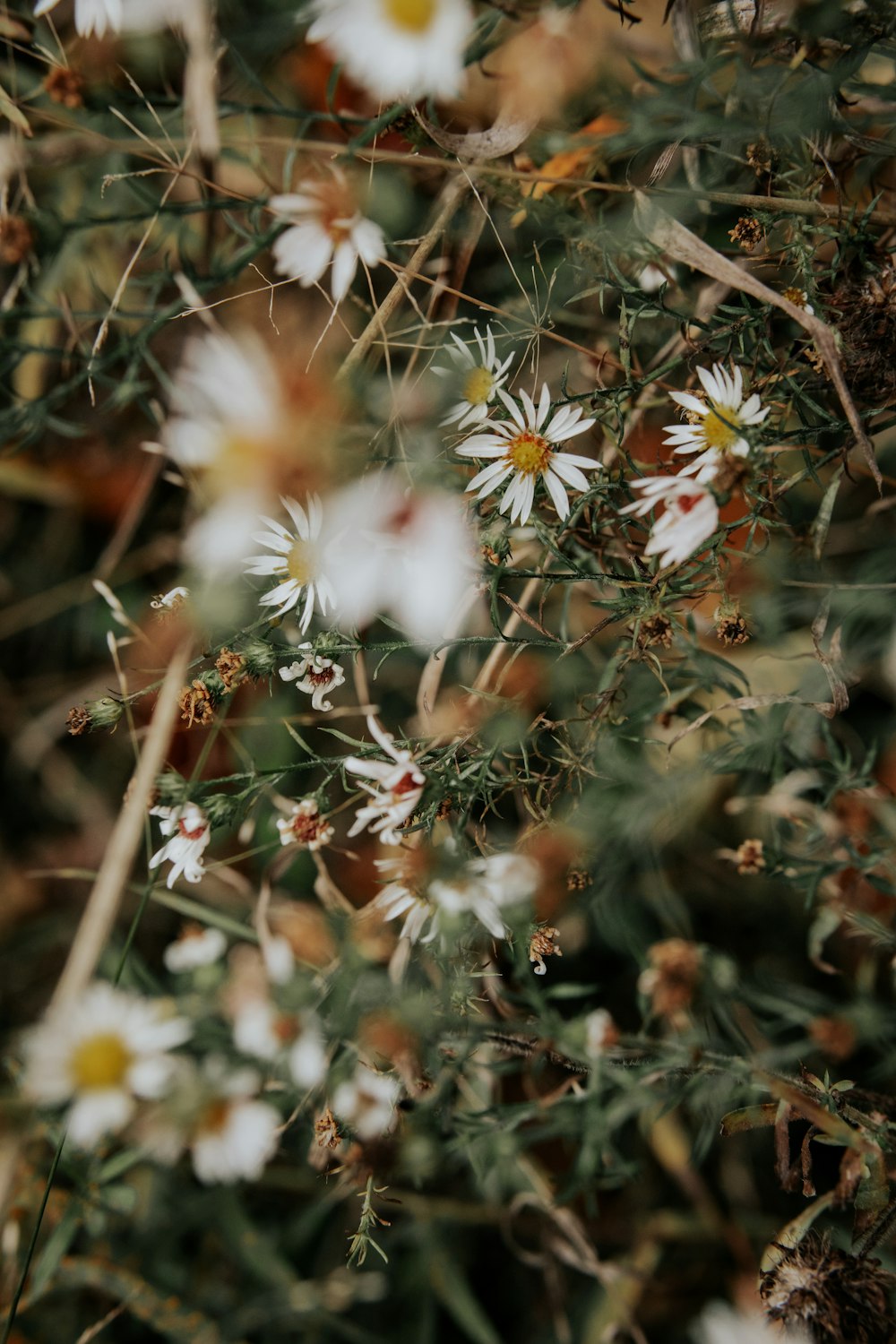 a close up of some flowers