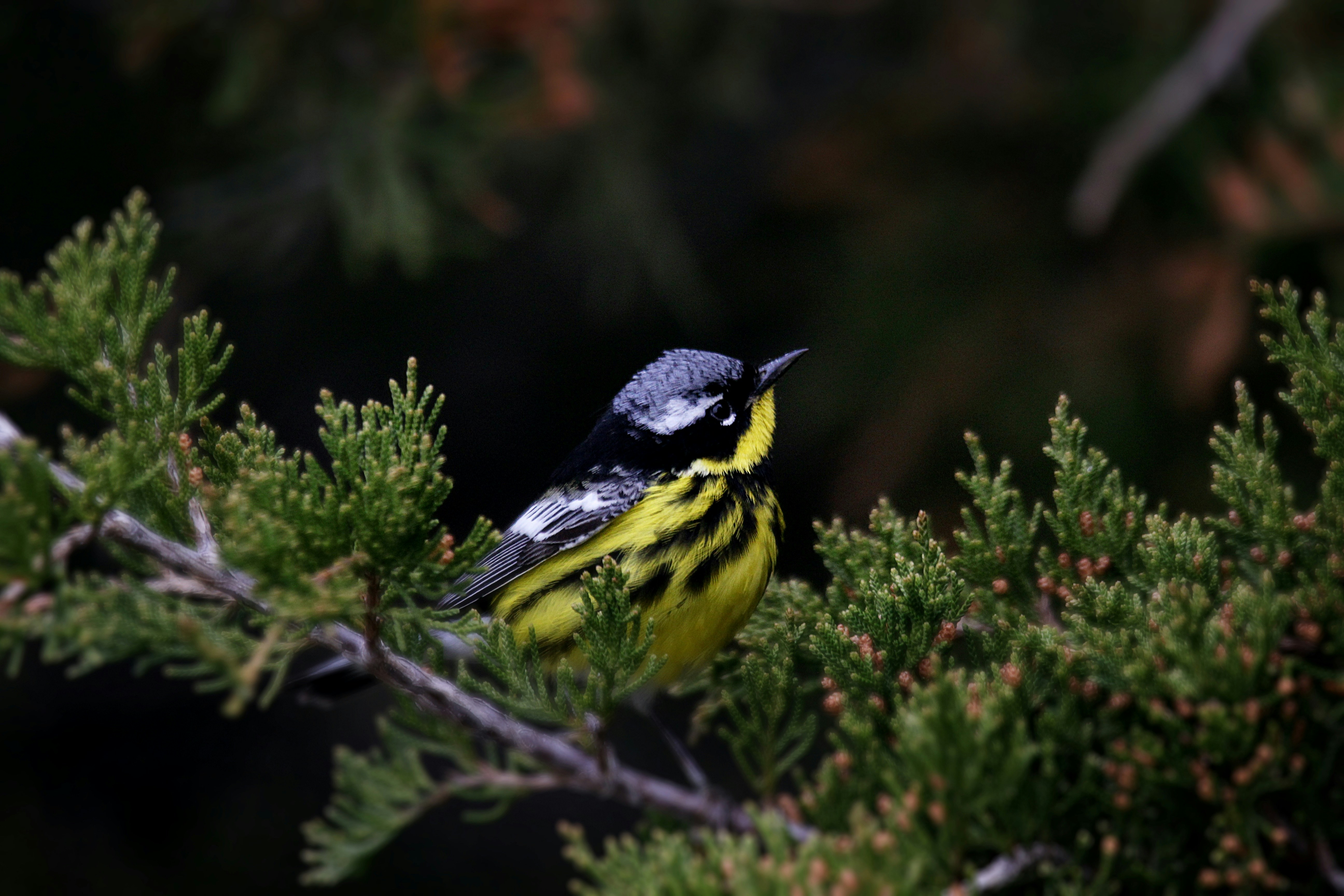 Photo by naturelensephotographer