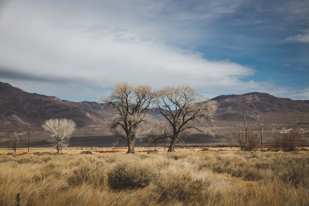 a landscape with trees and hills in the background