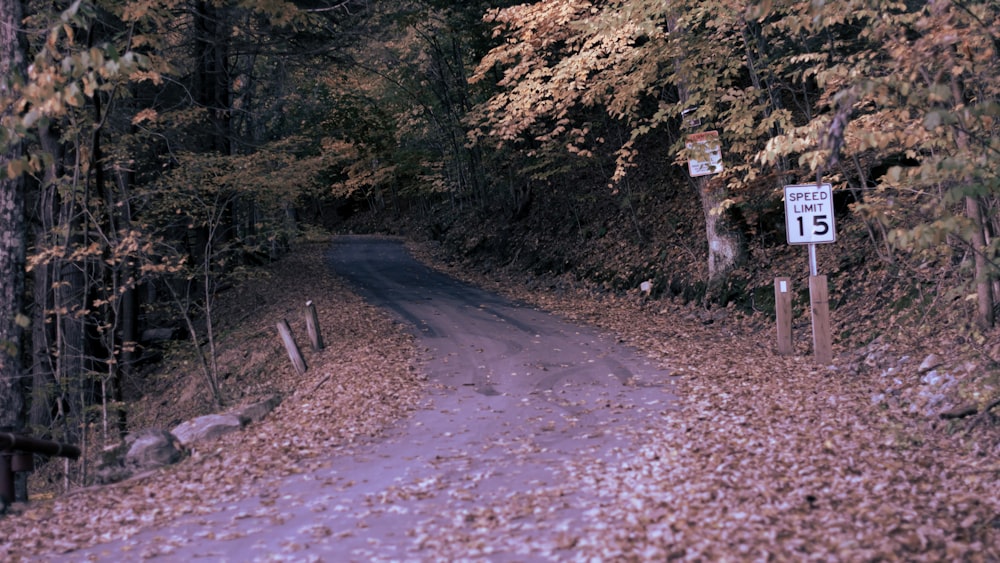 a dirt road with trees on either side of it