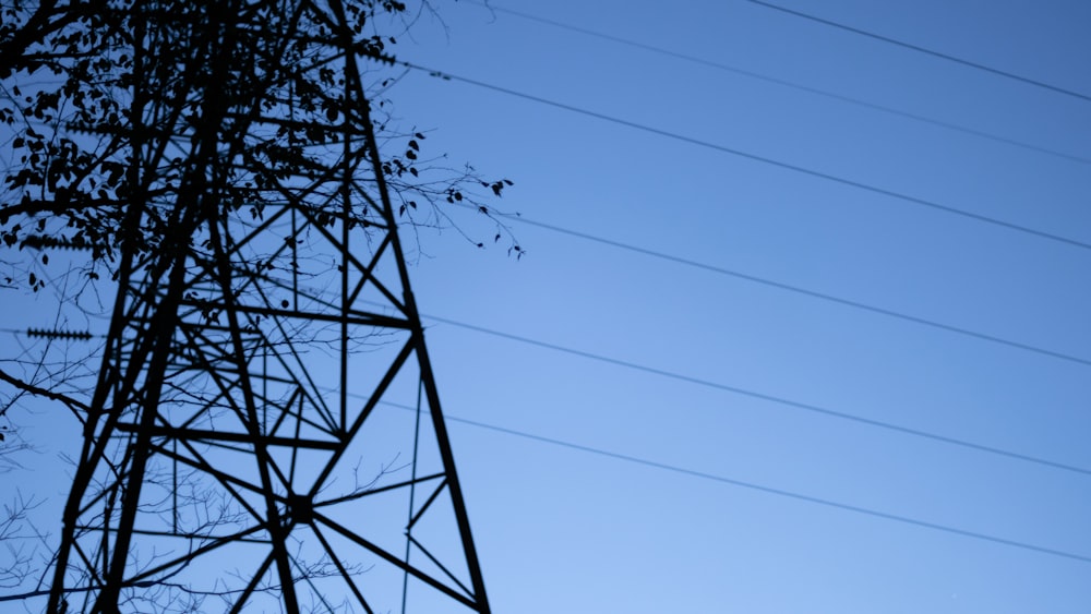 power lines and trees