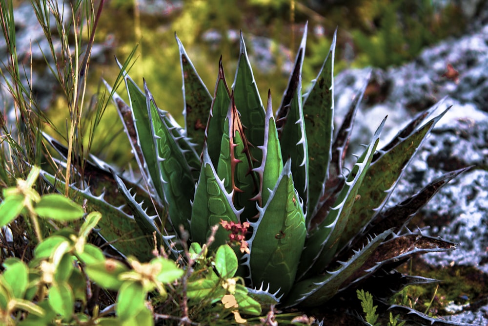 close up of a plant