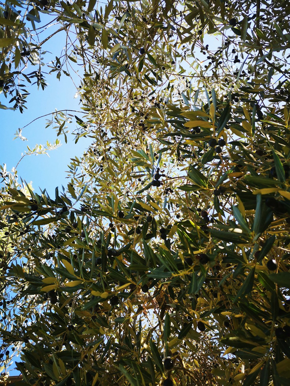 a tree with leaves