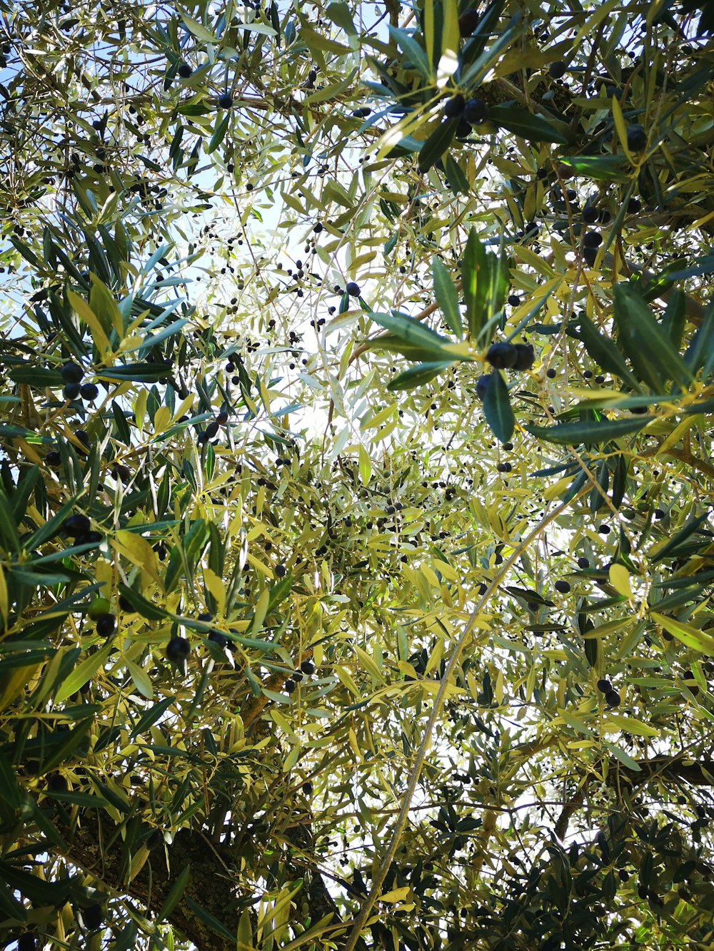 a group of green plants