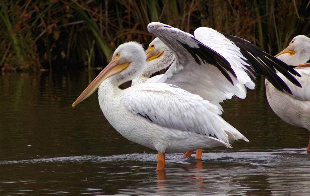 a group of birds in the water