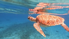 a turtle swimming in water