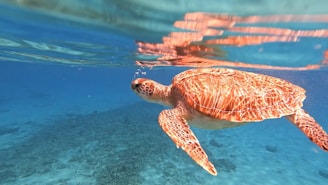 a turtle swimming in water