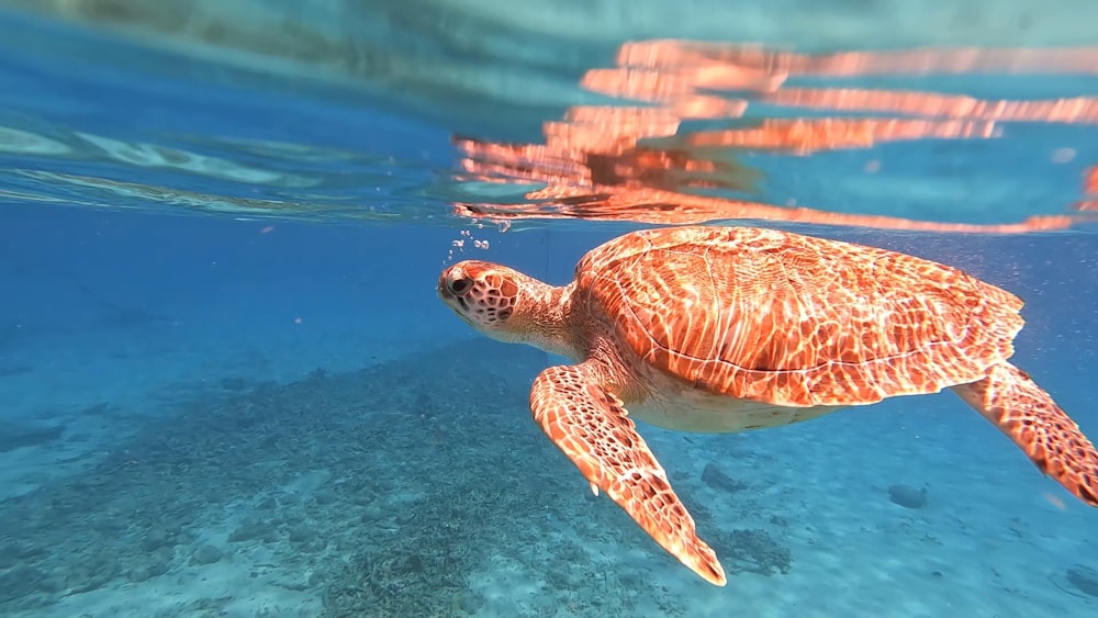 a turtle swimming in water