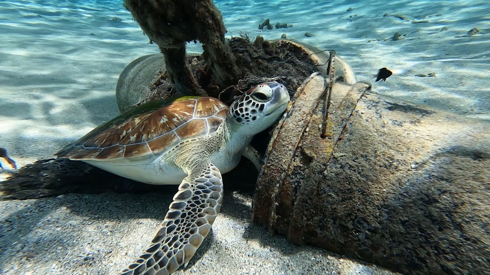 a turtle on a rock