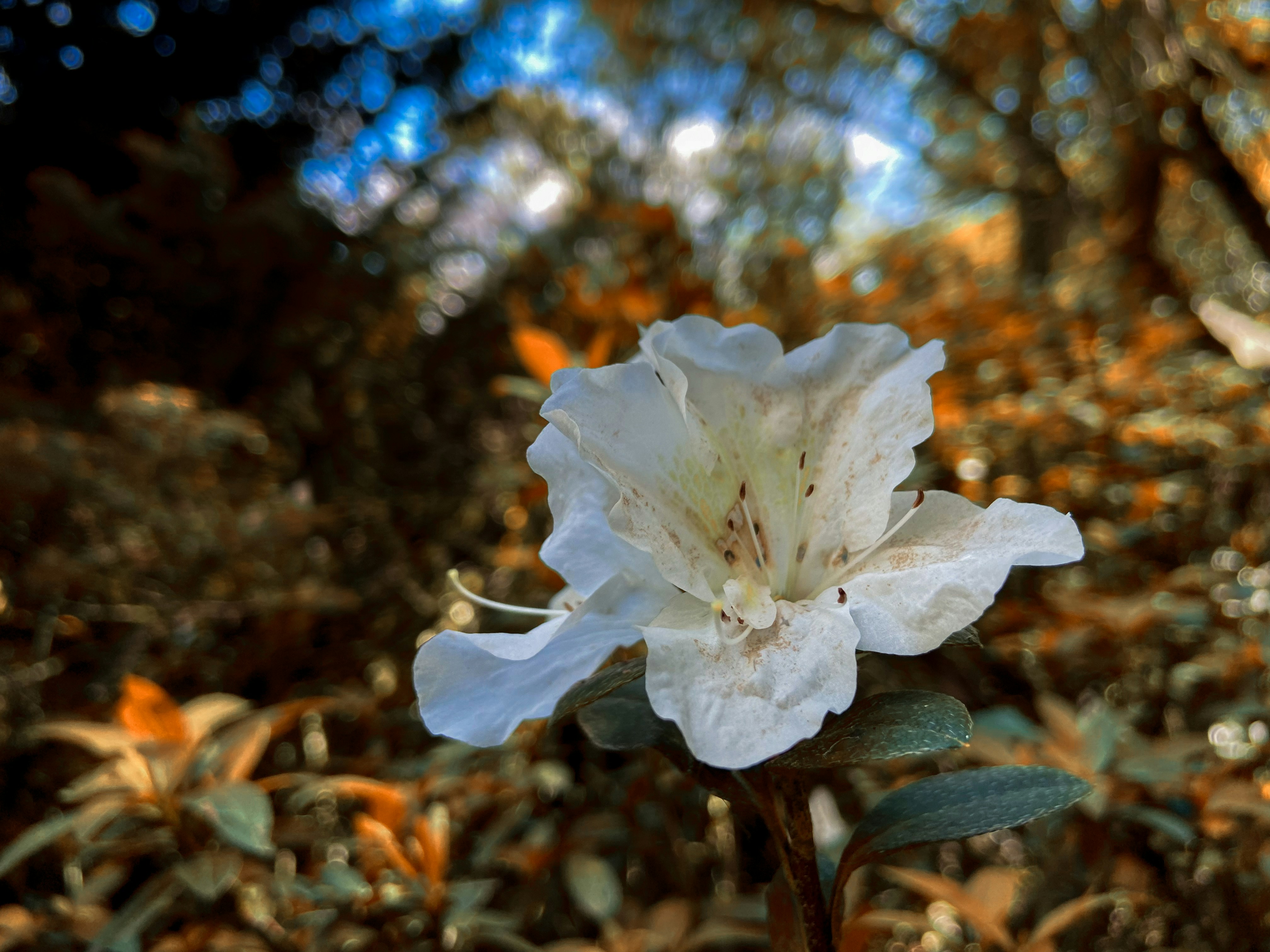 a white flower with green leaves