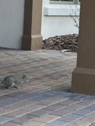 A small rodent is seen on a paved surface surrounded by architectural elements, including columns and a beige wall. In the background, there is a landscaped area with mulch and sparse vegetation.