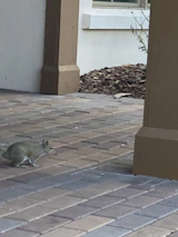 Rodent control technician sealing entry points around a residential building.