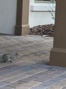 A small rodent is seen on a paved surface surrounded by architectural elements, including columns and a beige wall. In the background, there is a landscaped area with mulch and sparse vegetation.