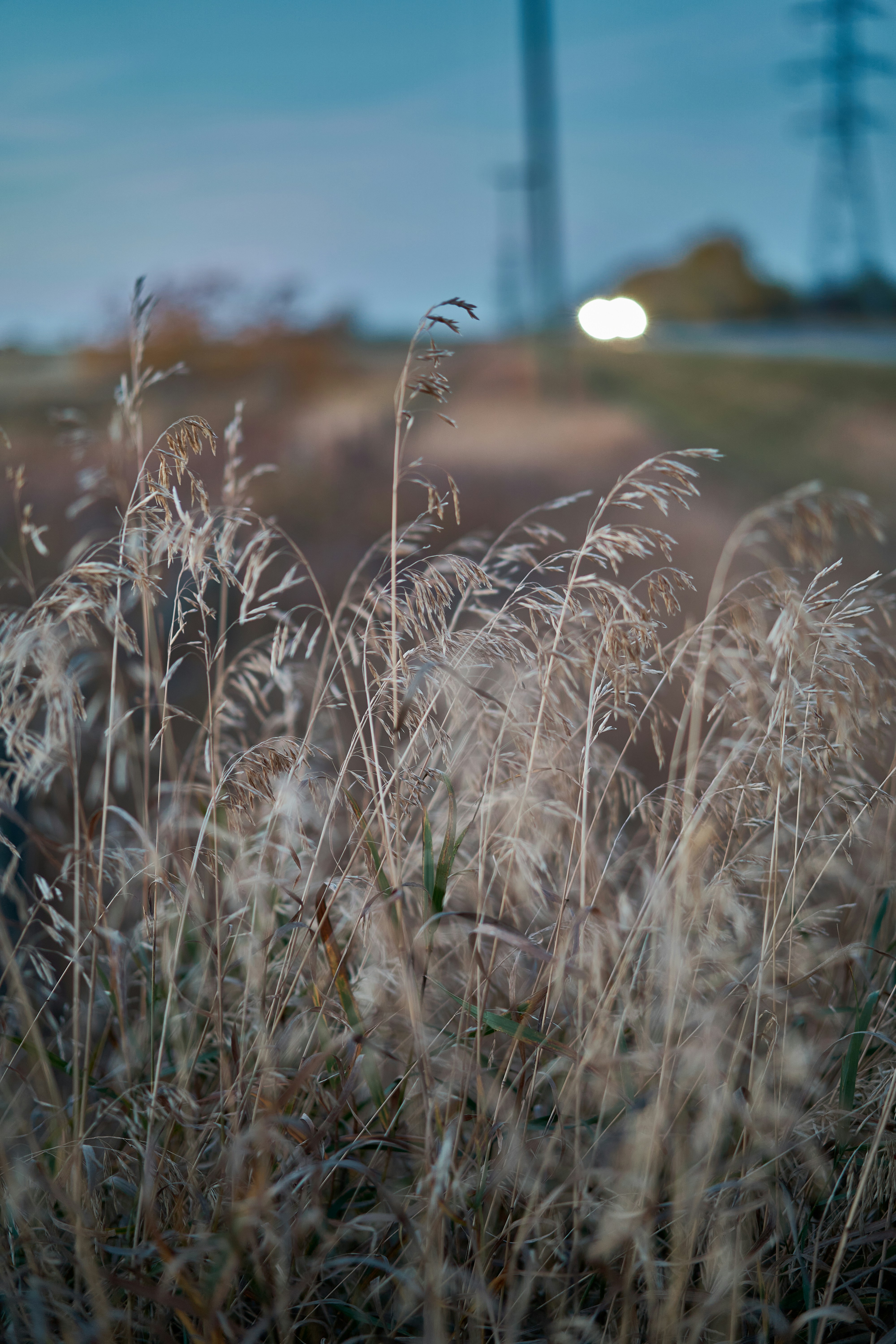 a close up of wheat