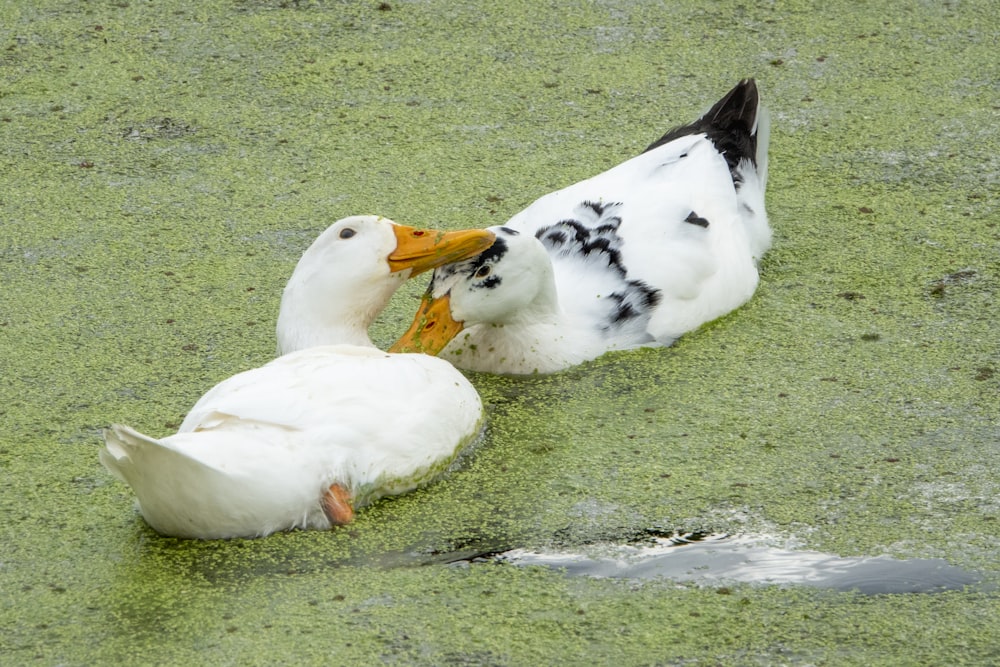 a duck and a duckling