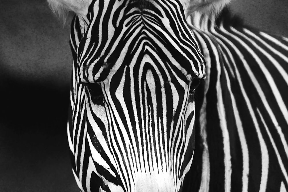 a zebra is standing