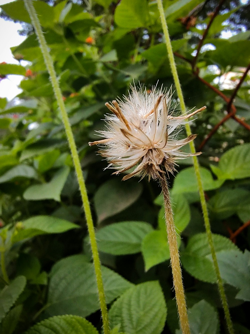 a dandelion flower on a plant