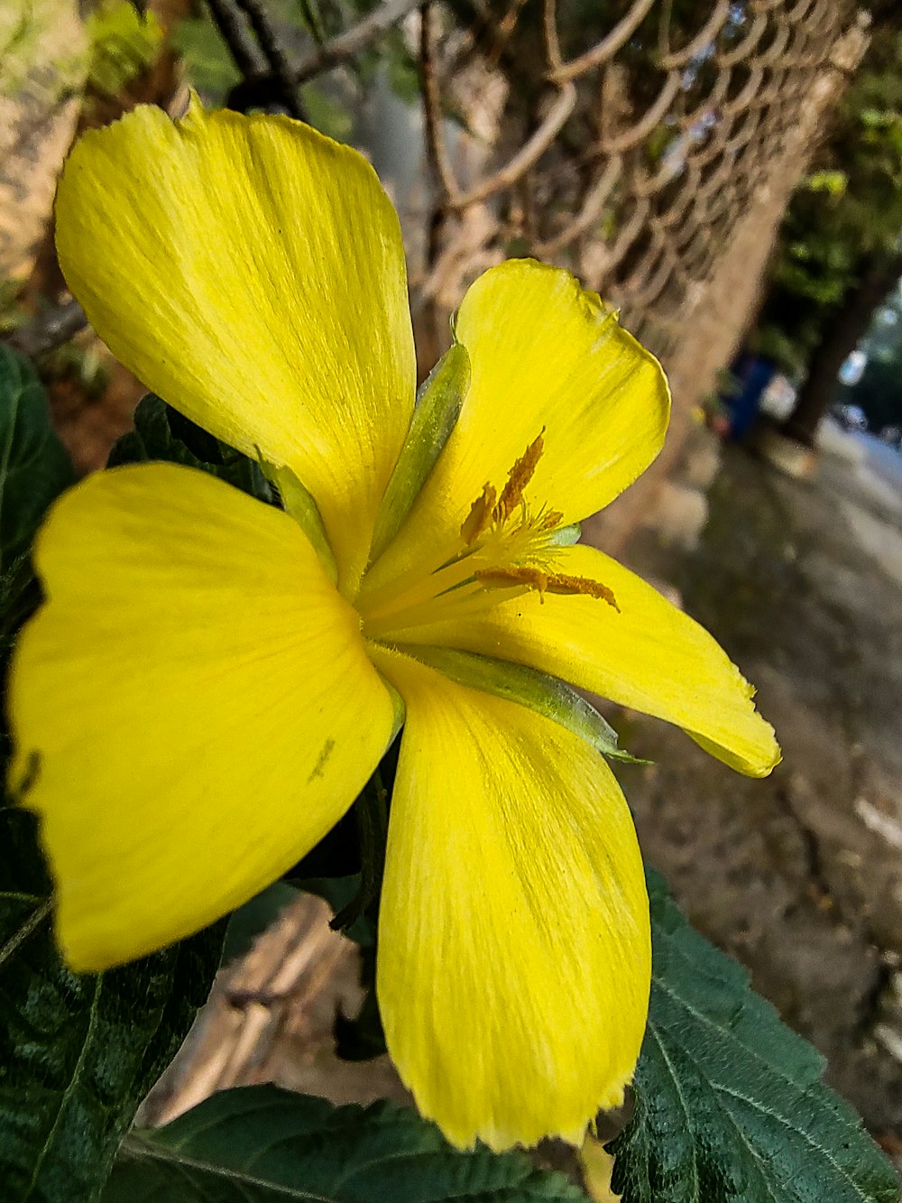 a yellow flower with green leaves