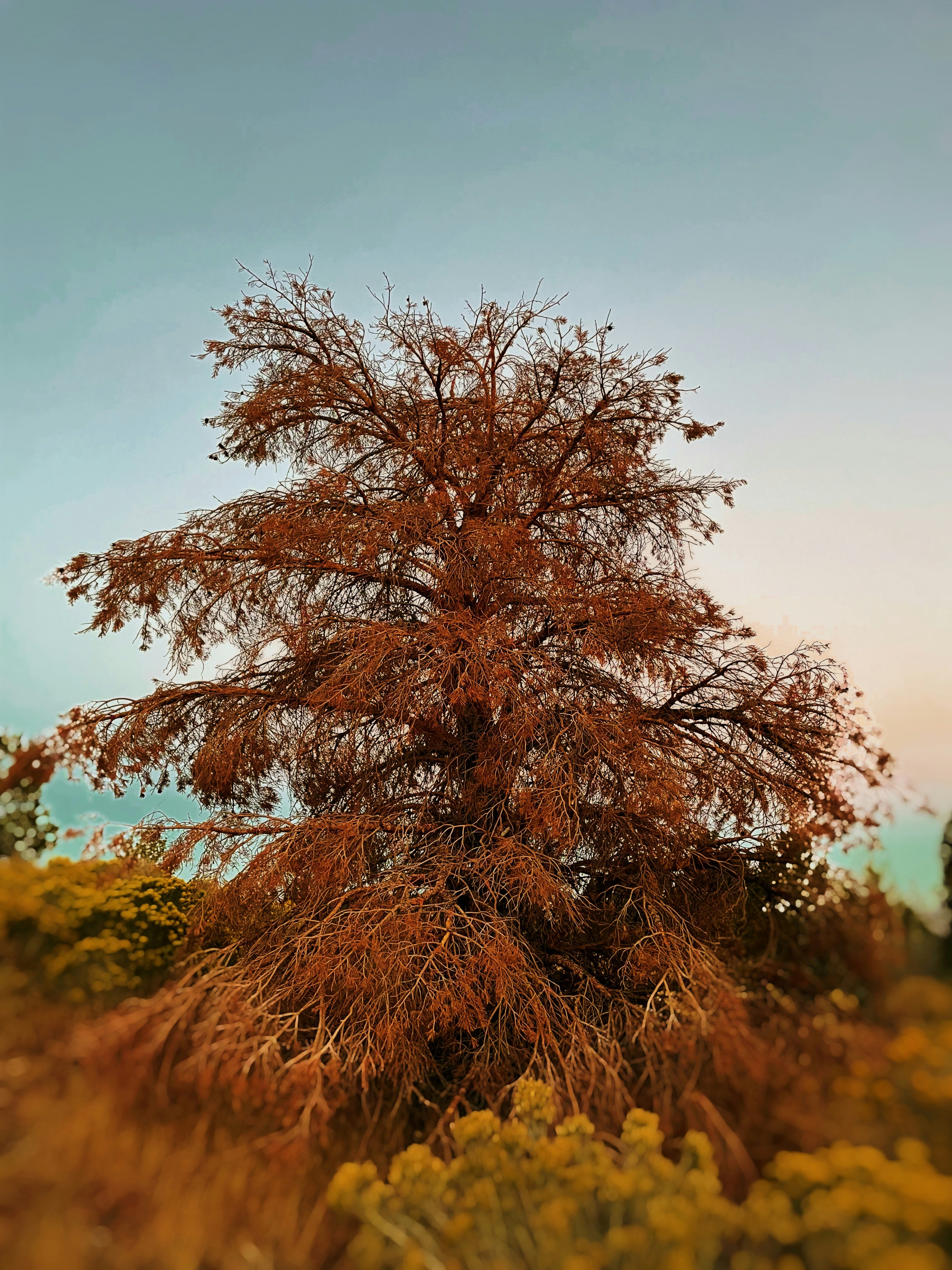 ein Baum mit gelben Blüten