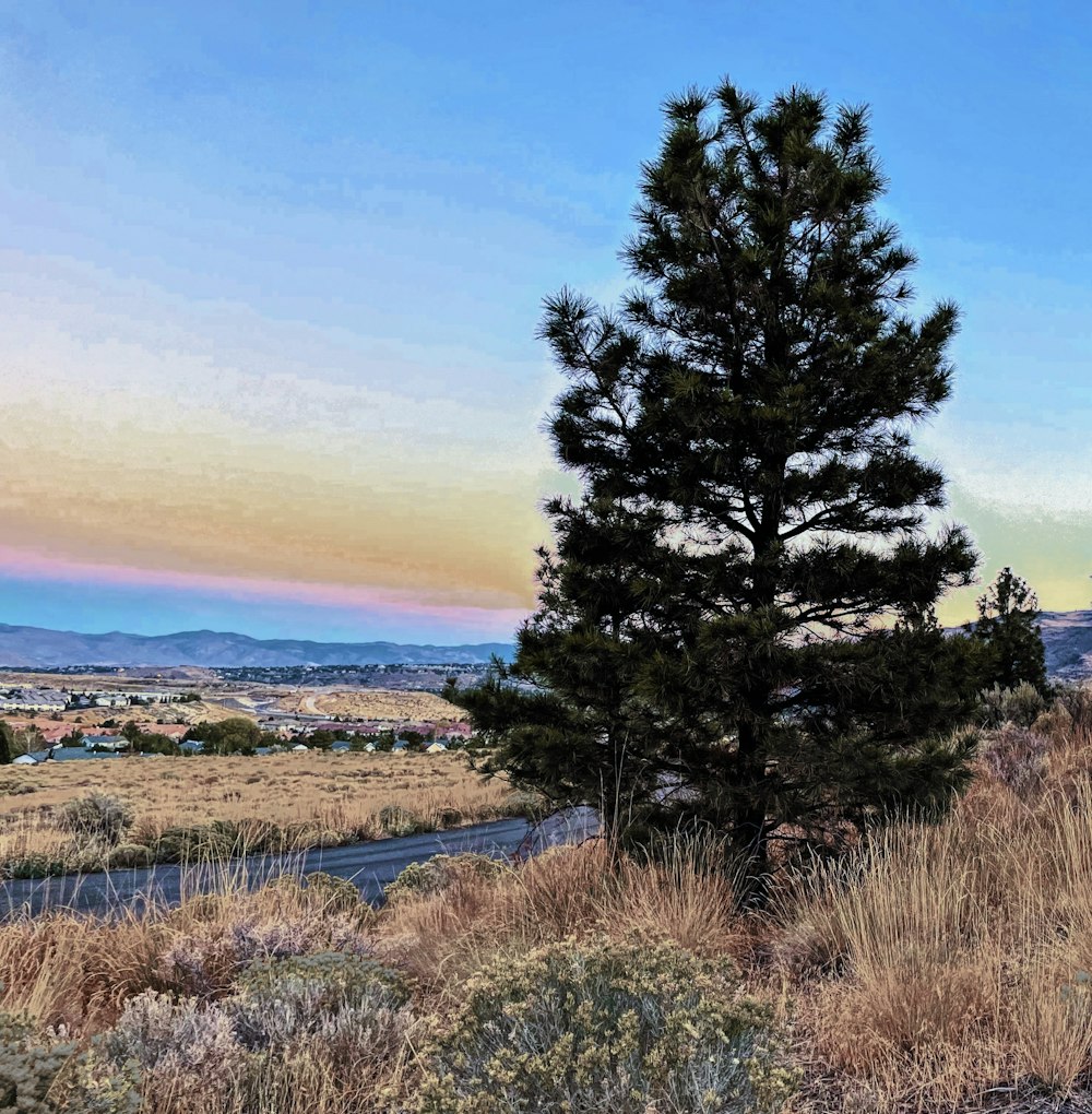 a tree in a field