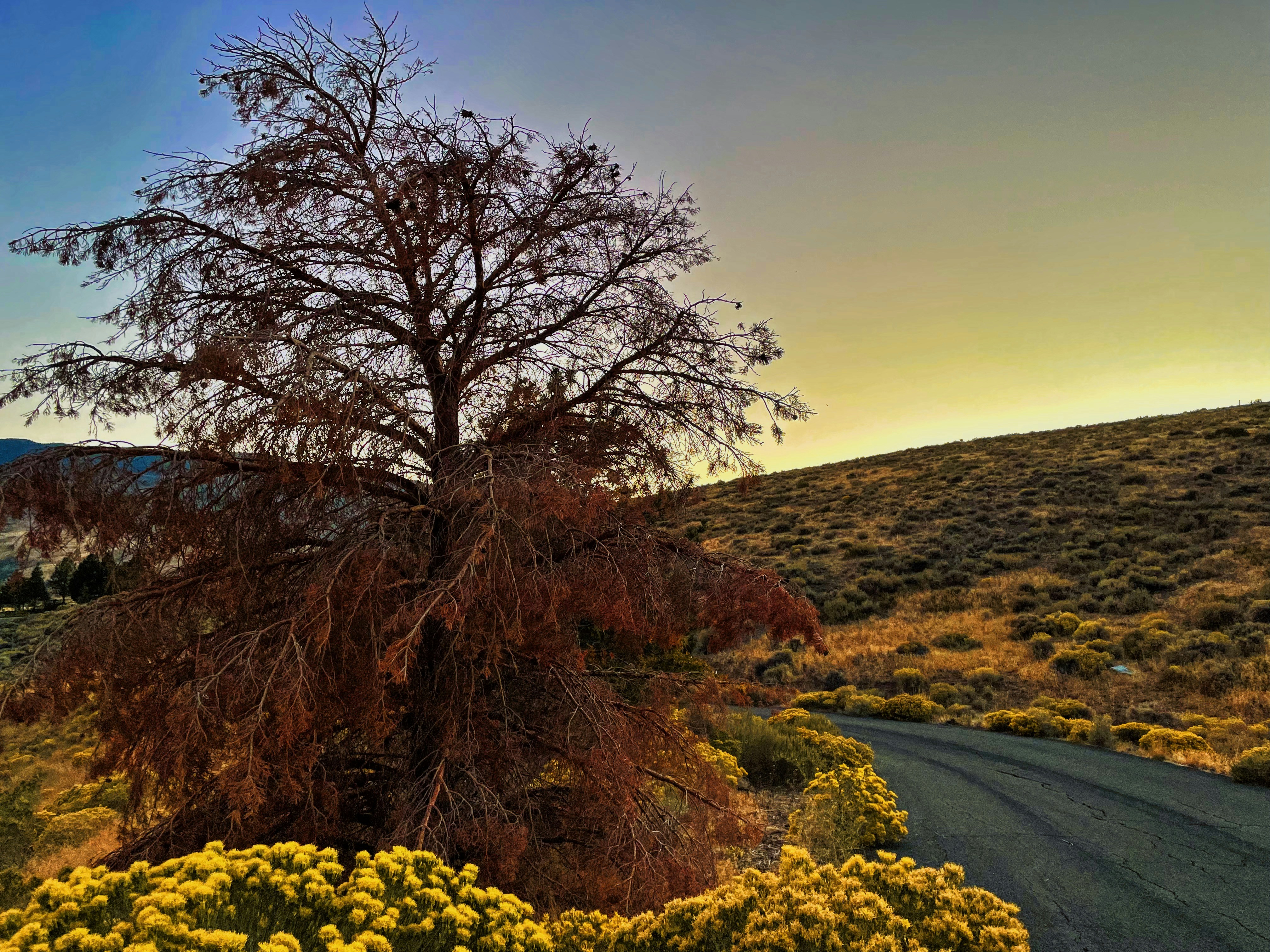 eine Straße mit gelben Blumen und einem Baum an der Seite
