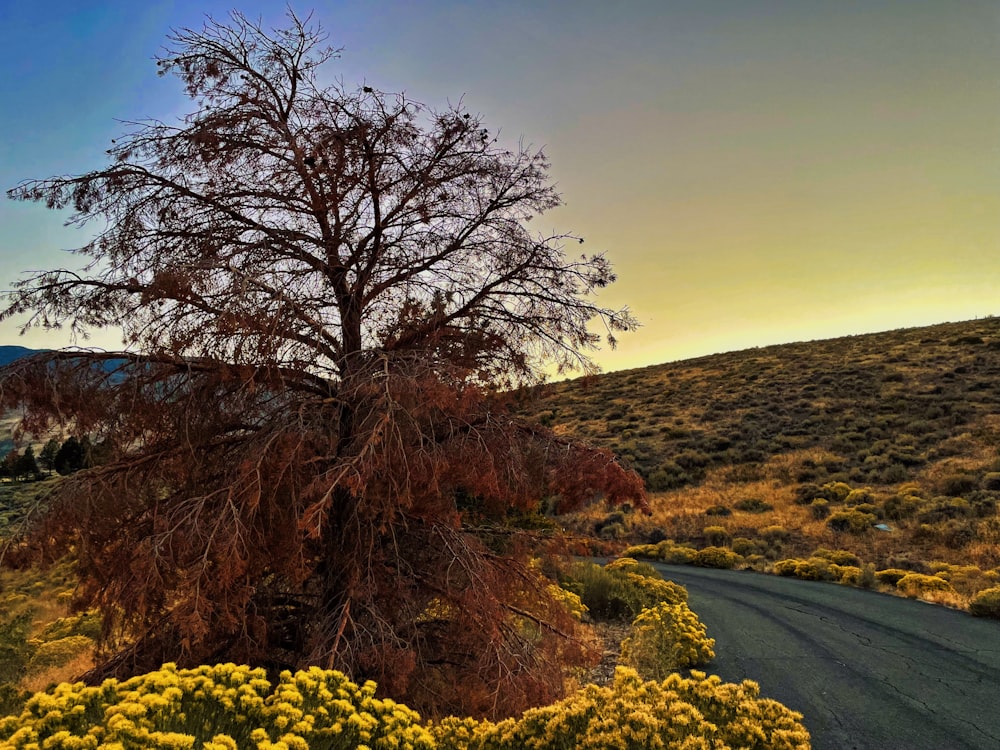 a road with yellow flowers and a tree on the side