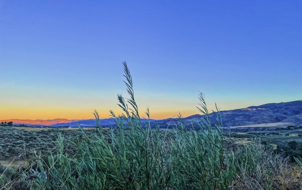 a field of grass with a mountain in the background