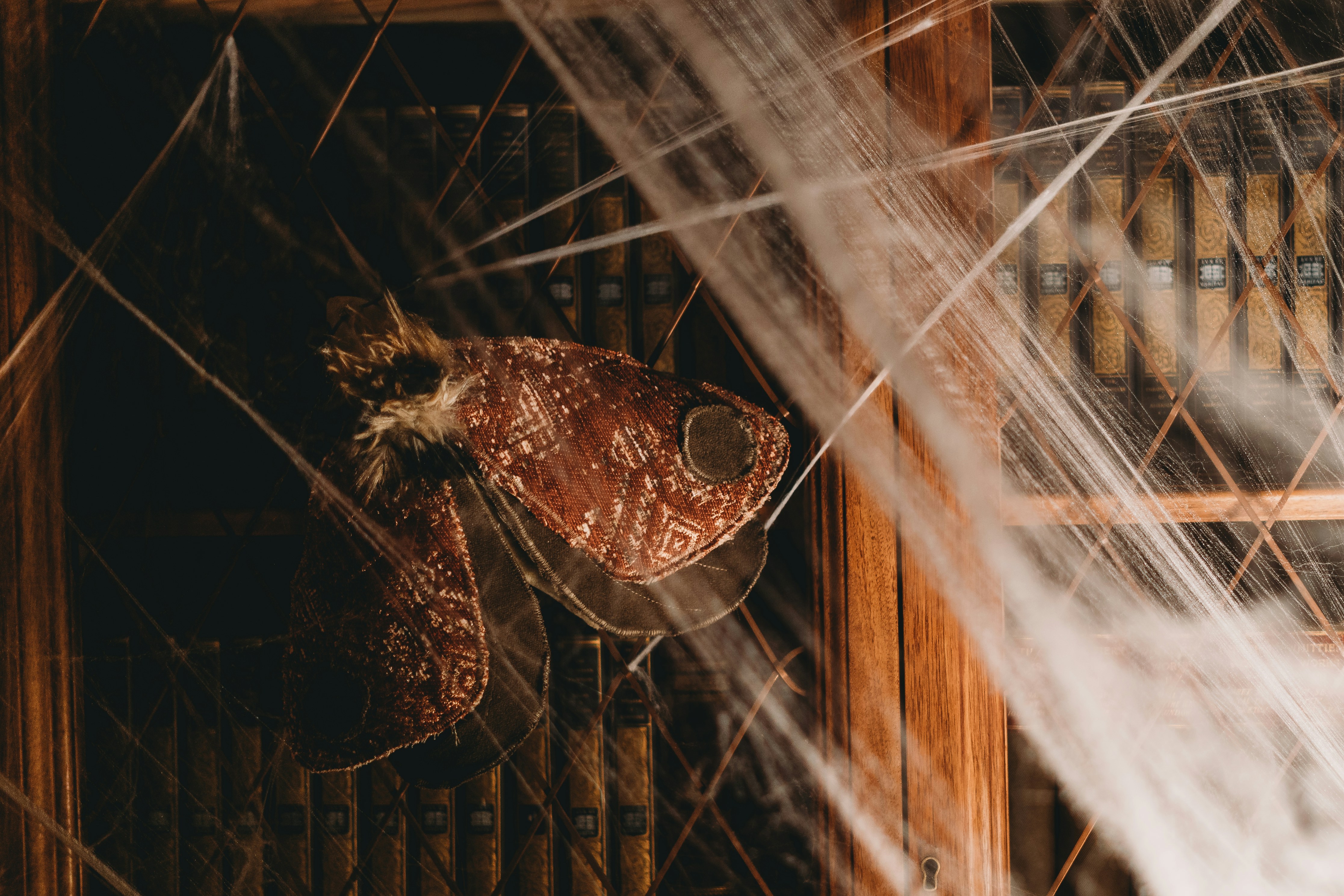 a close up of a spider, Moth and Cobwebs