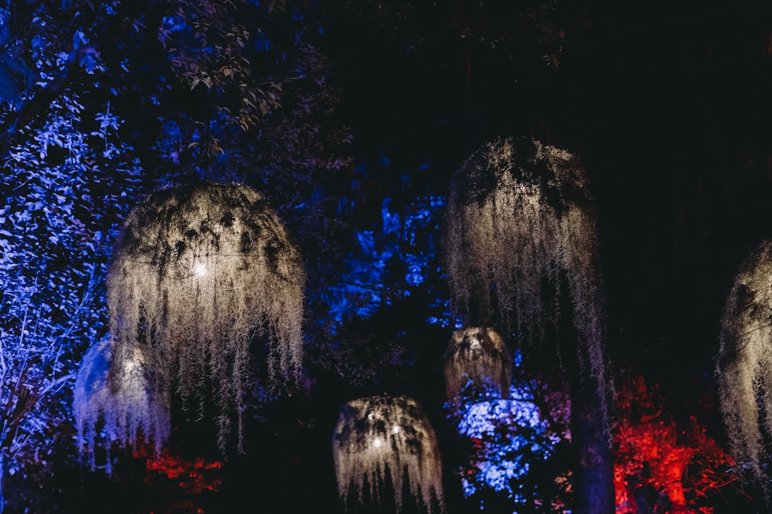 Moss Covered Lights in Front of Blue Forest
