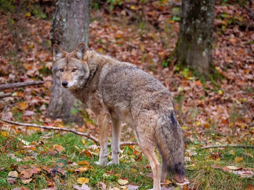 Un loup debout dans les bois
