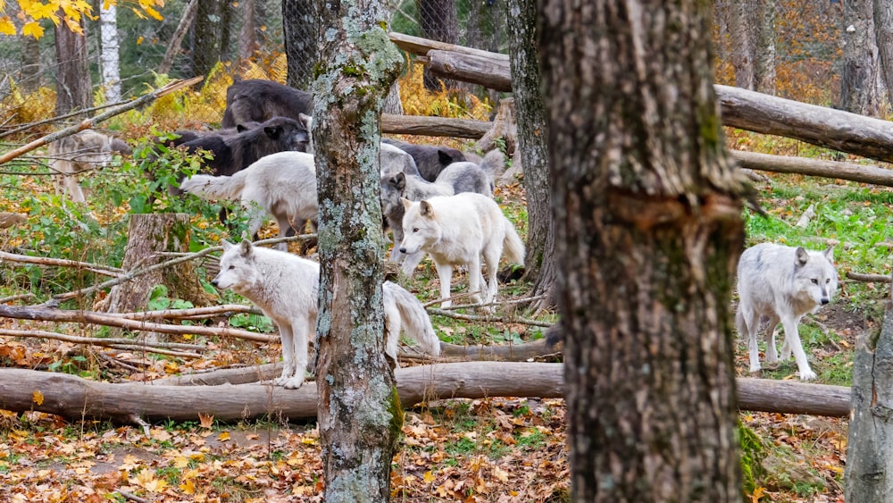 a group of dogs in a wooded area
