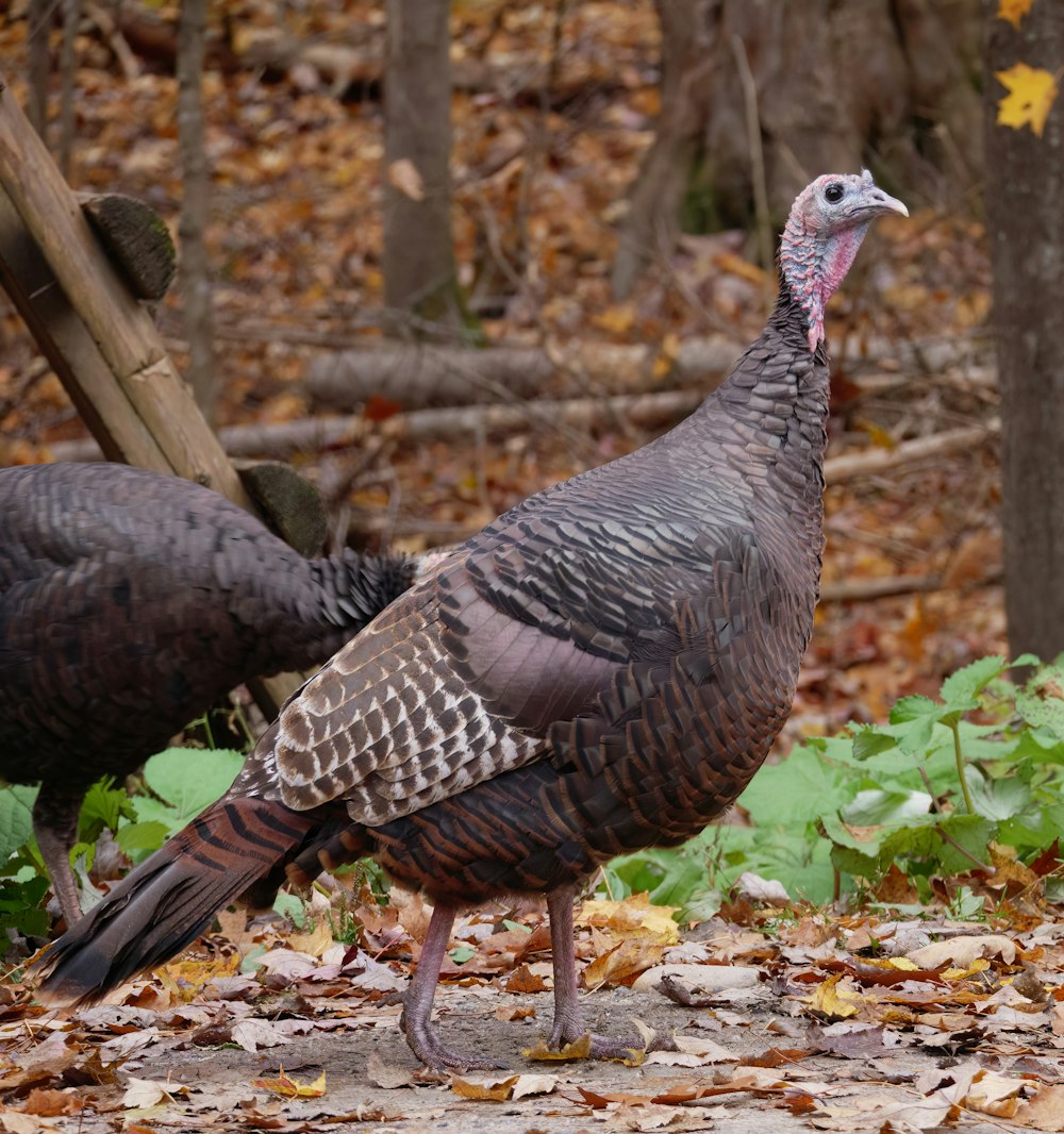 a bird standing on the ground