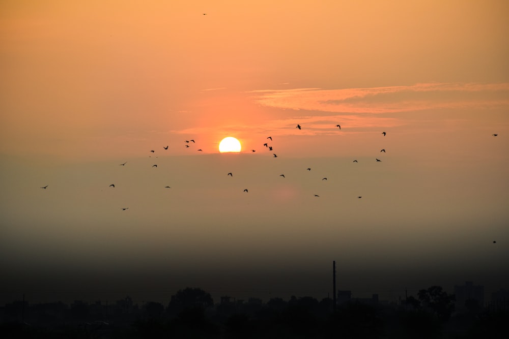 a flock of birds flying in the sky