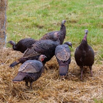 a group of turkeys in a grassy field