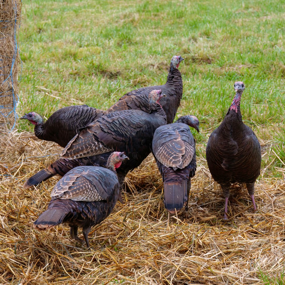 a group of turkeys in a grassy field