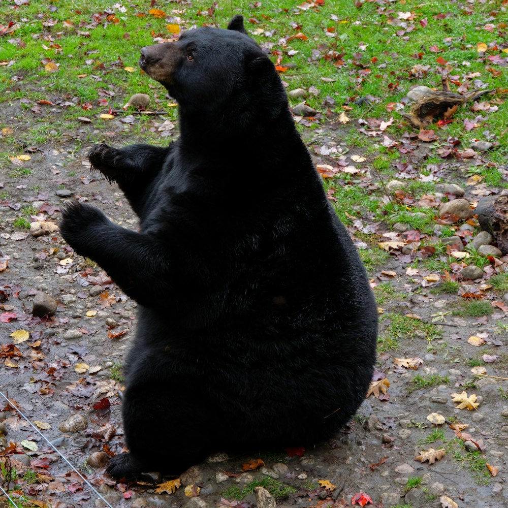 um urso negro deitado de costas