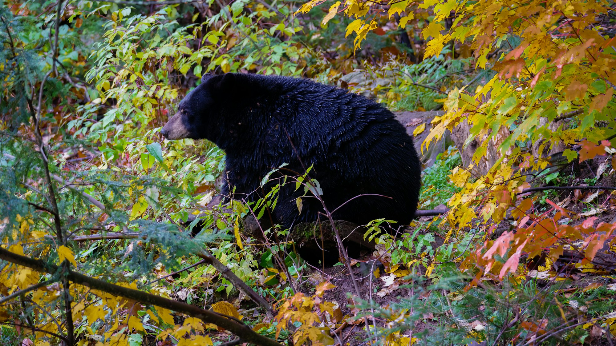 a black bear in the woods
