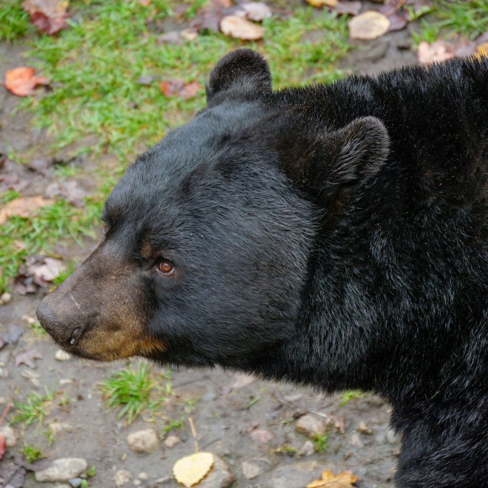 um urso negro deitado no chão