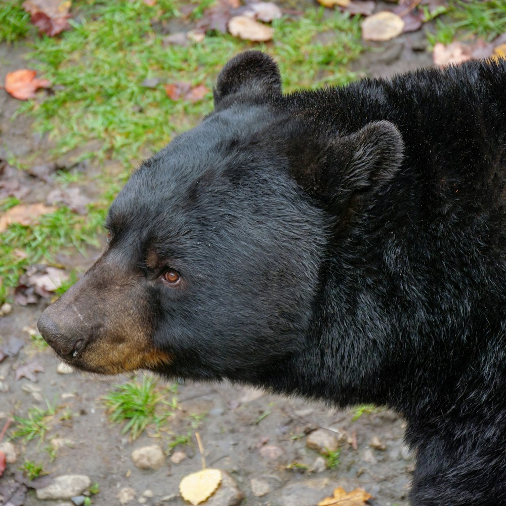 a black bear lying on the ground