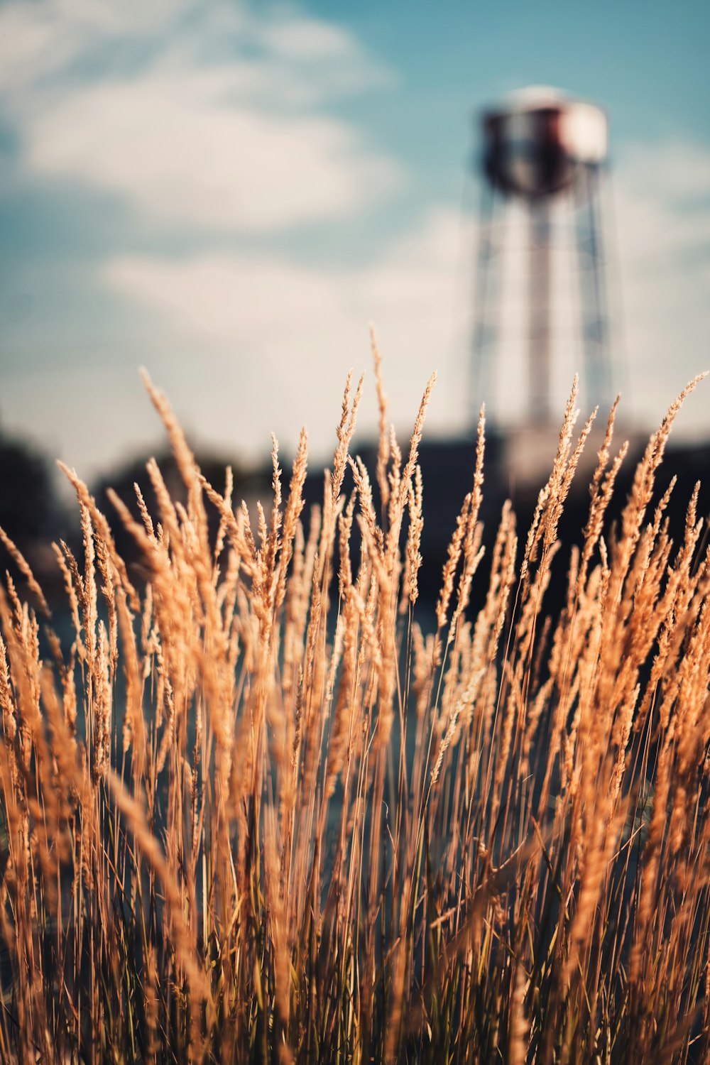 a field of wheat with a water tower in the background