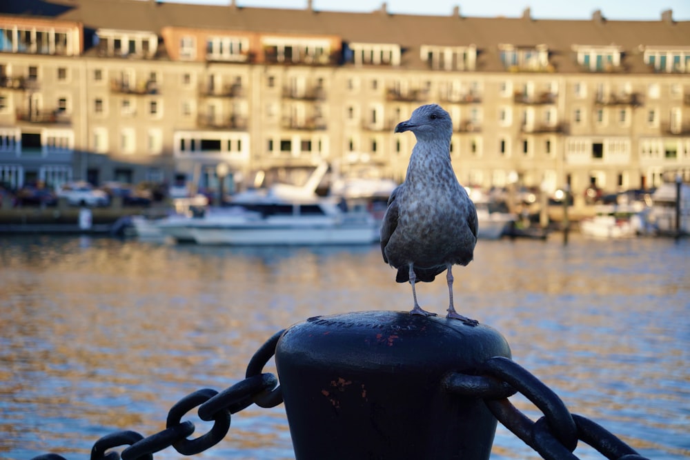 a bird on a metal object