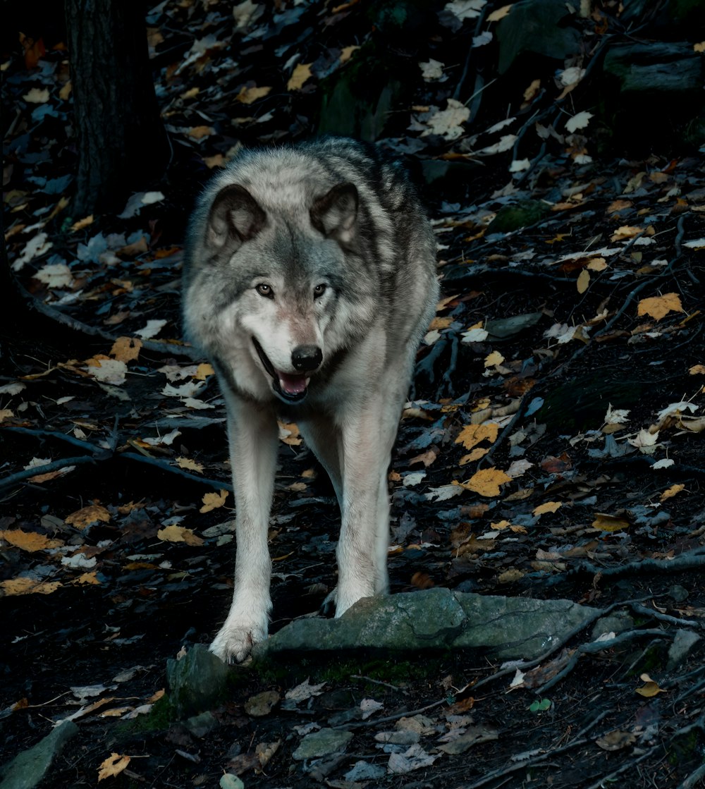 a wolf standing on a rock