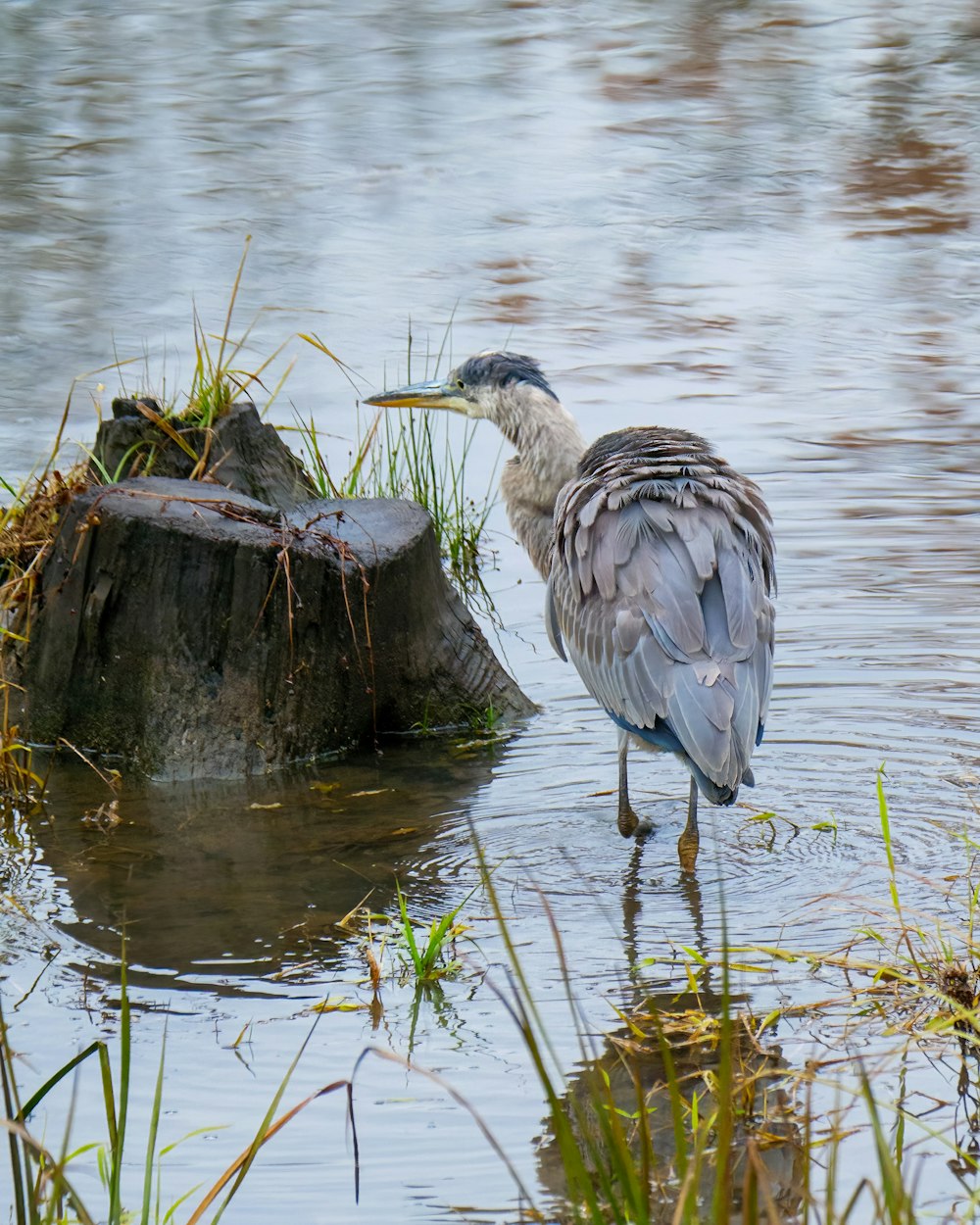 a bird standing on a log in the water